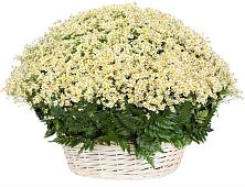 Цветочная композиция из Ромашки в корзине #REPLACE_PRED# Просянке